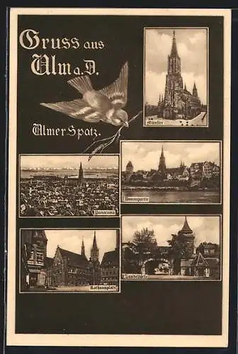 AK Ulm a. D., Zundeltörle, Münster, Rathausplatz, Ulmer Spatz