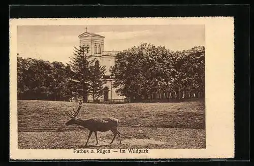 AK Putbus a. Rügen, Im Wildpark mit Elch