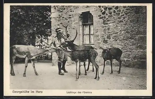 AK Georgshöhe i. Harz, Fütterung der Hirsche