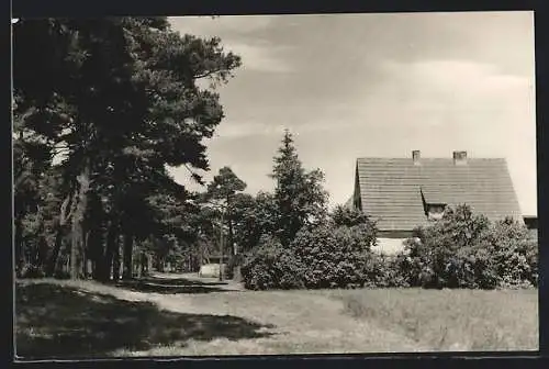 AK Trassenheide / Usedom, Ortspartie