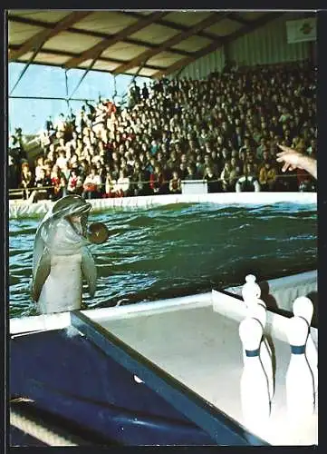 AK Sierksdorf, Der Delphin wirft einen Ball auf Pins, Florida Delphin-Show im Hansaland