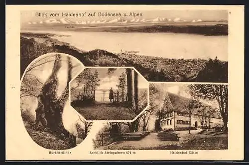 AK Überlingen / Bodensee, Gasthaus Haldenhof, Seeblick Steinpalmen und Burkhartlinde