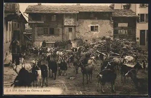 AK Salvan, Depart des Chevres, Ziegenherde auf einem Schuttplatz