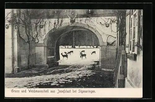 AK Josefslust bei Sigmaringen, Tor und Rehe am Waldrand