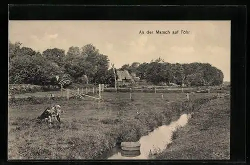 AK Föhr, An der Marsch mit Kalb