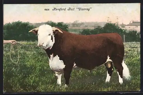 AK Hereford Bull Viccroy, angeleinter Ochse