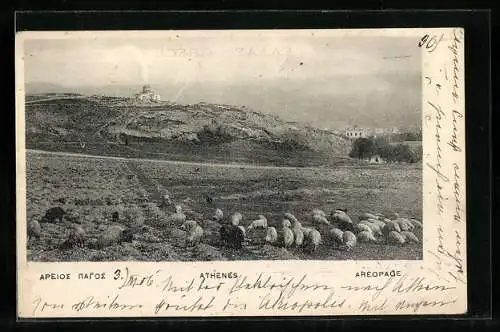 AK Athenes, Weidende Schafe auf einem Hügel