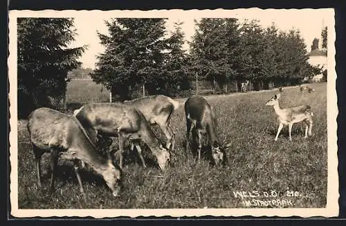 AK Wels, Rehe im Stadtpark
