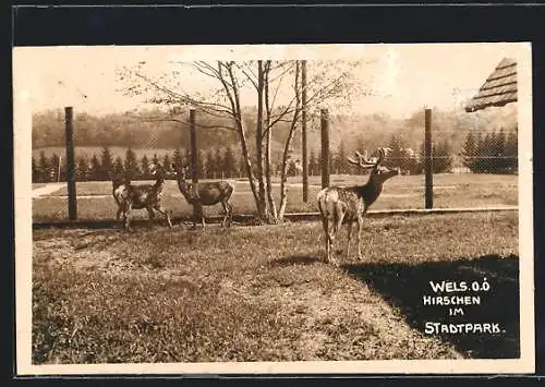 AK Wels, Hirschen im Stadtpark