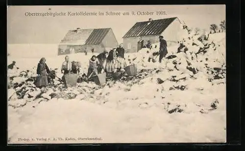 AK Obererzgebirgische Kartoffelernte im Schnee am 9. Oktober 1905, Landwirtschaft