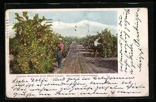 AK Arbeiter bei der Orangenernte in Kalifornien, Landwirtschaft