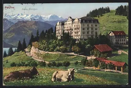AK Rigi-First, Hotel mit weidenden Kühen und Berner Hochalpen