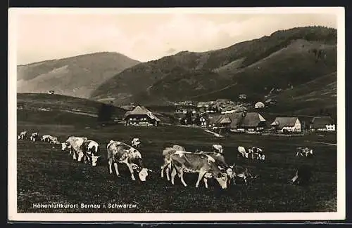 AK Bernau i. Schwarzwald., Weidende Kühe vor der Ortschaft