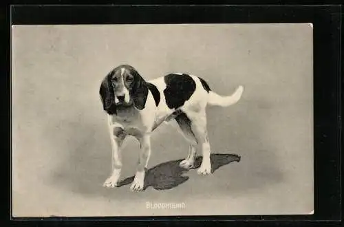 AK Bloodhound, dunkel und hell gescheckt