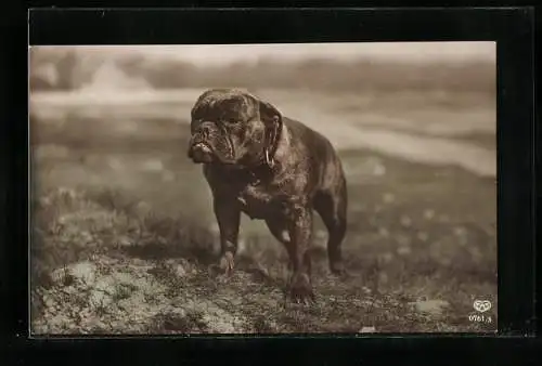 AK Englische Bulldogge mit dunklem Fell