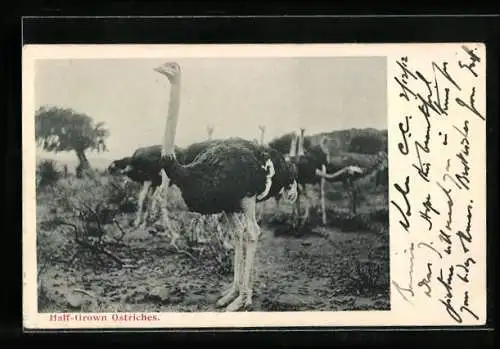 AK Half-Grown Ostriches