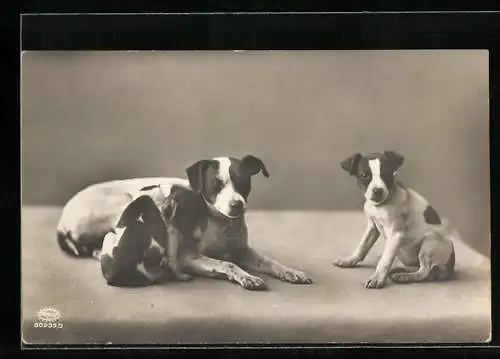 AK Kleine Hundefamilie auf einer Empore