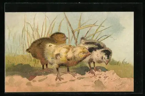 AK Drei Küken im Sand vor Schilf