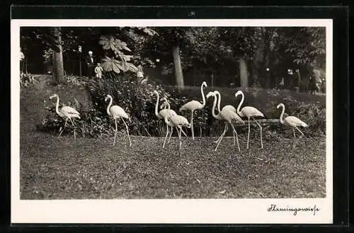 AK Halle, Zoologischer Garten, Flamingowiese