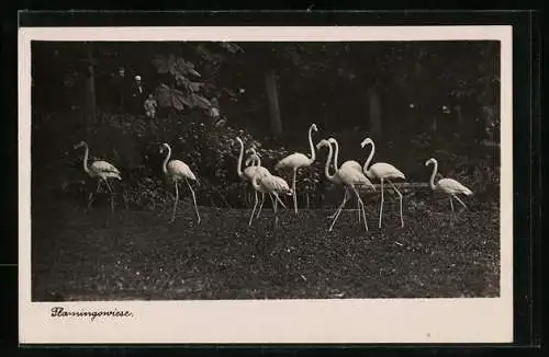 AK Halle, Flamingowiese im zoologischen Garten