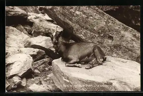 AK Vallee du Trient, Ziege ruht sich auf Felsen aus