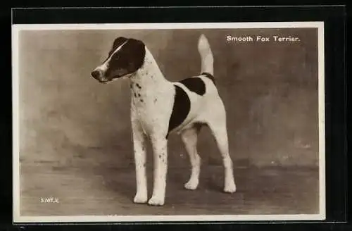 AK Smooth Fox Terrier, Portrait