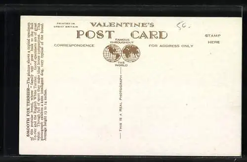 AK Smooth Fox Terrier, Portrait