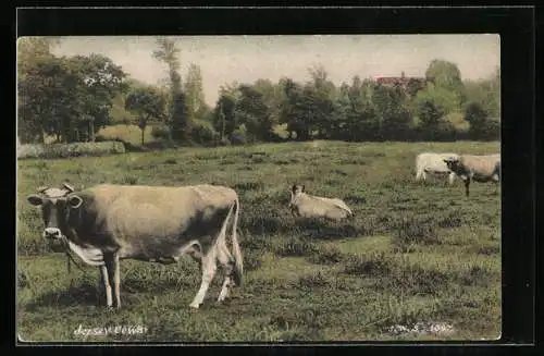 AK Milchkühe auf der Weide