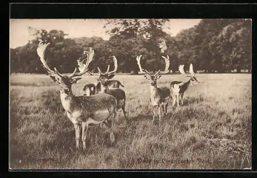 AK Deer in Cirencester Park