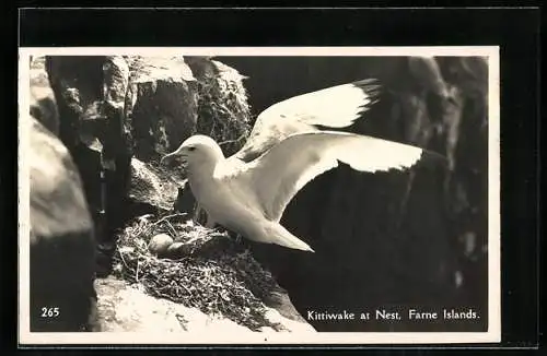 AK Farne Islands, Kittiwake at Nest
