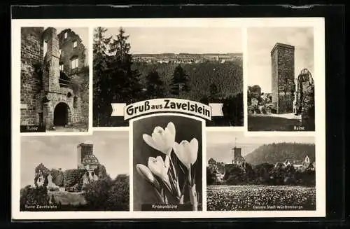 AK Zavelstein, Ruine, Krokusblüte und Ortsansicht