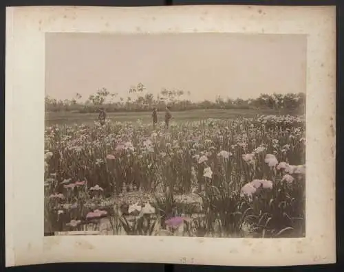 Fotografie unbekannter Fotograf, Ansicht Nagasaki, Blick vom Takaboko (Pappenberg), Rückseite Horikiri Garten, Koloriert