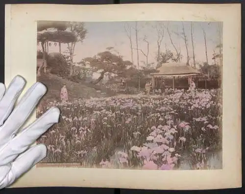 Fotografie unbekannter Fotograf, Tokyo, Iris Flower at Horikiri, Schwertlilien, Rückseite Tsukugizan Arima Koloriert