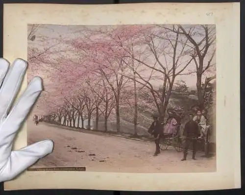 Fotografie unbekannter Fotograf, Ansicht Tokyo, Kirschblüten in Akasakamon, Rikscha, Rückseite Mogi Road, Koloriert
