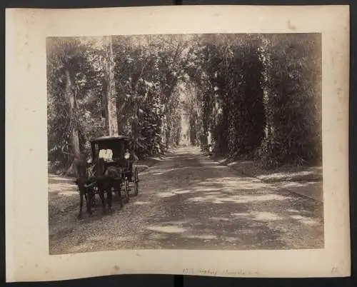 Fotografie unbekannter Fotograf, Ansicht Hongkong, Blick in den Botanischen Garten, Rückseite Kutsche in einer Allee