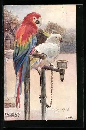 AK Schöner Papagei und Kakadu