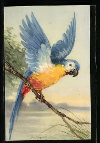 AK Ara-Papagei beim Abflug