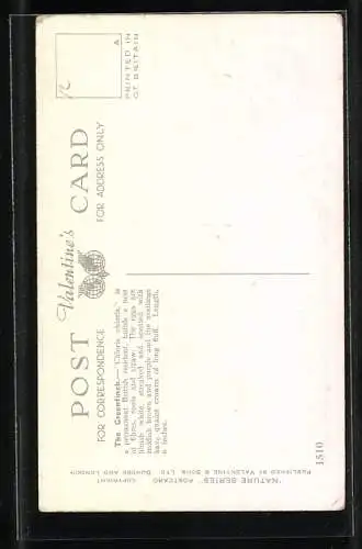 AK Grünfink auf Hagebuttenstrauch