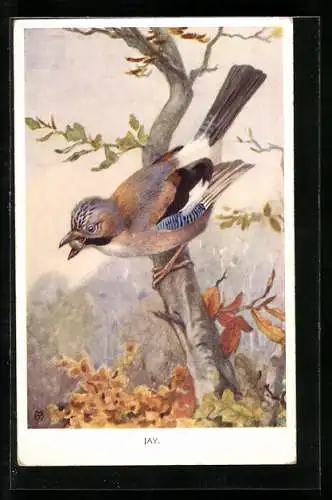 AK Jay auf einem Ast, Vogel