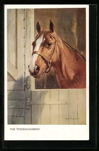 Künstler-AK The Thoroughbred, Pferd blickt aus der Stalltür