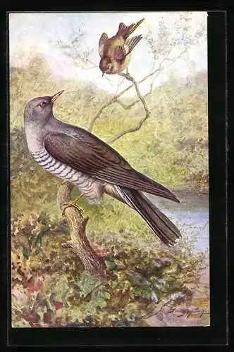 Künstler-AK Cuckoo and Wood Wren, Kuckuck auf einem Ast