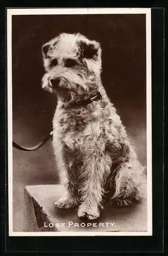 AK Kleiner Terrier mit Halsband und Leine
