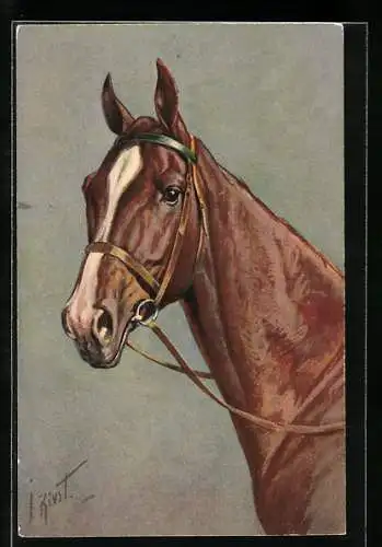 AK braunes Pferd mit Zaumzeug