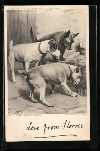 AK Drei Hunde untersuchen einen Käfig