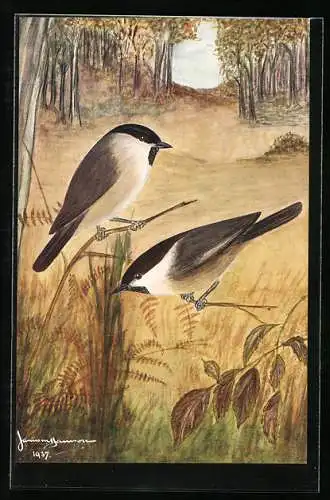 AK British Marsh and Willow Tit, British Birds