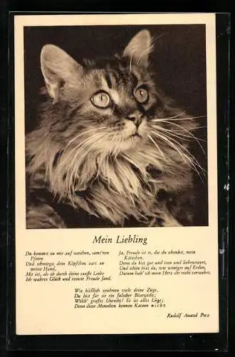 AK Mein Liebling, Katze, Gedicht