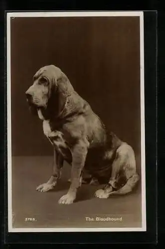 AK Jagdhund, The Bloodhound, Bluthund sitzt auf Hinterbeinen