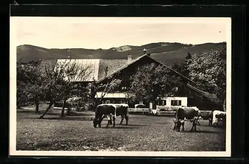 AK Anger, Weidende Kühe vor der Fürmann-Alm