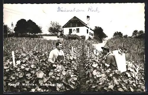 AK Eisenberg an der Pinka, Weingut Wachter zur Weinlese