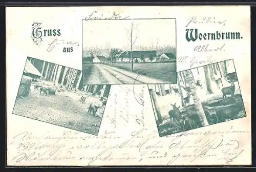 AK Woernbrunn, Strassenpartie am Ortseingang, Schwarz- und Rotwild